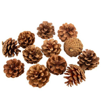 Pommes de Pin naturelles - Décoration Naturelle pour Fêtes  - Bellefete.ch